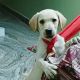 Labrador Retriever Puppies for sale in Begumpet, Hyderabad, Telangana, India. price: 10000 INR