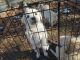 Labrador Retriever Puppies for sale in Plato, MO 65552, USA. price: NA