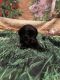Labrador Retriever Puppies for sale in Sheridan, AR 72150, USA. price: $800