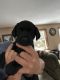 Labrador Retriever Puppies for sale in Harrison, MI 48625, USA. price: $60,000