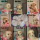 Labrador Retriever Puppies for sale in Marysville, WA 98270, USA. price: NA