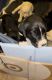 Labrador Retriever Puppies for sale in Ansonia, CT, USA. price: $900