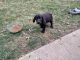 Labrador Retriever Puppies for sale in Shelbyville, KY 40065, USA. price: NA