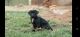 Labrador Retriever Puppies for sale in Weimar, CA 95736, USA. price: NA