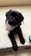 Labrador Retriever Puppies for sale in Newport, WA 99156, USA. price: $1,500