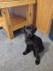 Labrador Retriever Puppies for sale in Ione, WA 99139, USA. price: $500