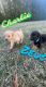 Labrador Retriever Puppies for sale in 1987 Pearsons Corner Rd, Hartly, DE 19953, USA. price: $1,000