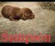 Labrador Retriever Puppies for sale in Avery, TX 75554, USA. price: NA