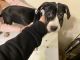 Labrador Retriever Puppies for sale in Groton, CT, USA. price: NA