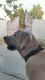 Labrador Retriever Puppies for sale in Sadashivpet, Telangana 502291, India. price: 35000 INR