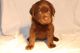 Labrador Retriever Puppies for sale in Mobile, AL 36608, USA. price: $750
