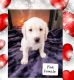Labrador Retriever Puppies for sale in Pontiac, IL 61764, USA. price: $1,000