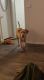 Labrador Retriever Puppies for sale in Las Vegas, NV 89122, USA. price: $150