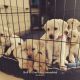 Labrador Retriever Puppies for sale in Noida, Uttar Pradesh, India. price: 5000 INR