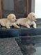 Labrador Retriever Puppies for sale in Ollukkara, Thrissur, Kerala, India. price: 9000 INR