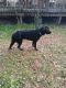 Labrador Retriever Puppies for sale in Tallahassee, FL, USA. price: $100