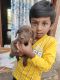 Labrador Retriever Puppies for sale in Kompally, Hyderabad, Telangana, India. price: 7000 INR
