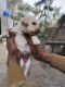 Labrador Retriever Puppies for sale in Ashiyana, Lucknow, Uttar Pradesh, India. price: 6500 INR