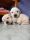Labrador Retriever Puppies for sale in Chennai, Tamil Nadu, India. price: 12000 INR