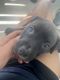 Labrador Retriever Puppies for sale in Lutz, FL 33559, USA. price: $500