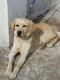 Labrador Retriever Puppies for sale in Kumhrar, Patna, Bihar, India. price: 11500 INR