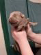 Labrador Retriever Puppies for sale in Flint, MI, USA. price: NA