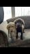 Labrador Retriever Puppies for sale in Burlington, WI 53105, USA. price: NA