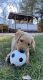 Labrador Retriever Puppies for sale in RI-5, Johnston, RI, USA. price: $1,500