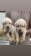Labrador Retriever Puppies for sale in Selaiyur, Chennai, Tamil Nadu, India. price: 8500 INR