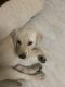 Labrador Retriever Puppies for sale in Nellore, Andhra Pradesh, India. price: 13000 INR