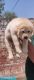 Labrador Retriever Puppies for sale in Mumbai, Maharashtra, India. price: 5000 INR