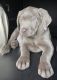 Labrador Retriever Puppies for sale in Byron Center, MI 49315, USA. price: NA