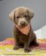 Labrador Retriever Puppies for sale in Gladwin, MI 48624, USA. price: $1,300