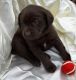 Labrador Retriever Puppies for sale in Rogersville, MO 65742, USA. price: $825