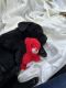 Labrador Retriever Puppies for sale in Rogersville, MO 65742, USA. price: $775