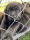 Labrador Retriever Puppies for sale in Ventura, CA, USA. price: $1,000