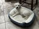 Labrador Retriever Puppies for sale in Palmdale, CA 93551, USA. price: $1,200