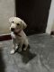 Labrador Retriever Puppies for sale in Ganga Nagar, Rajapur, Prayagraj, Uttar Pradesh, India. price: 8000 INR