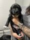 Labrador Retriever Puppies for sale in Orlando, FL, USA. price: $700