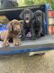 Labrador Retriever Puppies for sale in Dallas, TX, USA. price: $100
