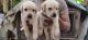 Labrador Retriever Puppies for sale in Selaiyur, Chennai, Tamil Nadu, India. price: 7000 INR