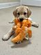 Labrador Retriever Puppies for sale in Columbia Cross Roads, PA 16947, USA. price: NA