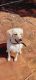 Labrador Retriever Puppies for sale in Tharamani, Chennai, Tamil Nadu, India. price: NA