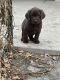 Labrador Retriever Puppies for sale in Billings, MT, USA. price: $1,000