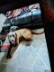 Labrador Retriever Puppies for sale in Winlock, WA 98596, USA. price: NA