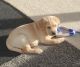 Labrador Retriever Puppies for sale in Federal Way, WA, USA. price: $1,000