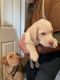 Labrador Retriever Puppies for sale in Sacramento, CA, USA. price: $100,000