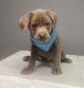 Labrador Retriever Puppies for sale in Gladwin, MI 48624, USA. price: $1,400