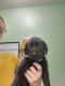 Labrador Retriever Puppies for sale in Anna, OH 45302, USA. price: $500