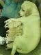 Labrador Retriever Puppies for sale in VOC Colony, Peelamedu, Tamil Nadu 641004, India. price: 18000 INR